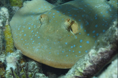 Fitzroy Island Dive Site - Taree Accommodation 0