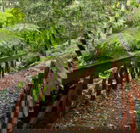 Goodenia Rainforest Walking Track - Taree Accommodation