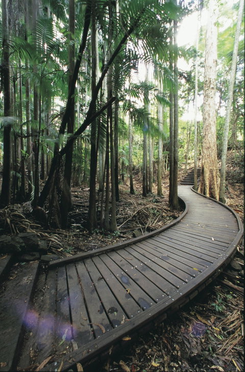 Mapleton Falls National Park - Taree Accommodation 1