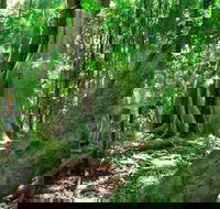 Mary Cairncross Scenic Reserve - Taree Accommodation