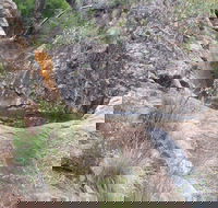 Mill-bullah Walking Track - Taree Accommodation