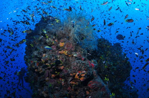 SS Yongala Dive Site - Taree Accommodation 2