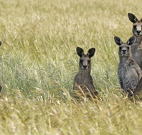 Woodlands Historic Park - Taree Accommodation