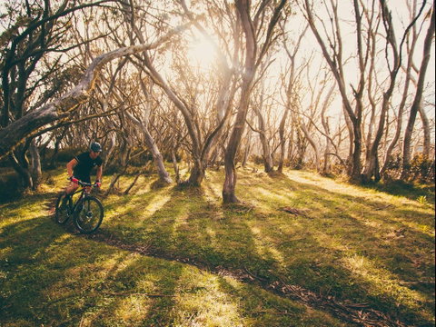 Australian Alpine Epic Mountain Bike Trail - Taree Accommodation 2