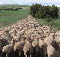 Curringa Farm - Accommodation and Farm Tours - Taree Accommodation