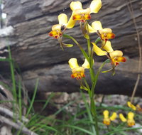 Dawn Atwell Nature Reserve - Taree Accommodation