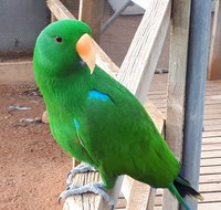 Eyre Reptile  Wildlife Park - Taree Accommodation