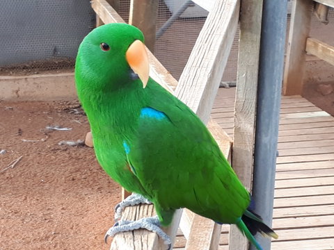Eyre Reptile & Wildlife Park - Taree Accommodation 0