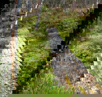 Gloucester Tops circuit - Taree Accommodation