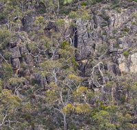 Horsnell Gully and Giles Conservation Parks - Taree Accommodation