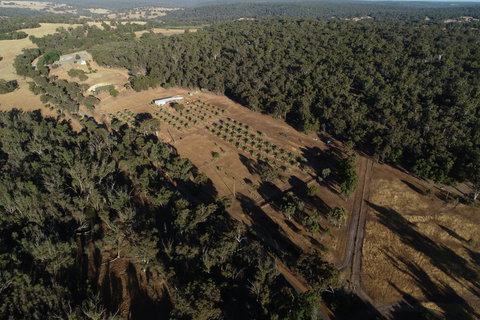 Julimar Date Garden - Taree Accommodation 0