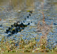 Lake Apex Park - Taree Accommodation