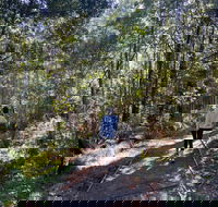 Lyrebird Circuit Walk - Taree Accommodation