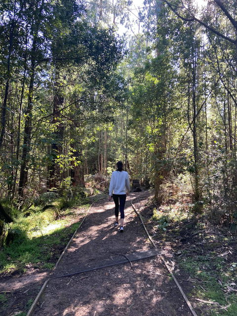 Lyrebird Circuit Walk - Taree Accommodation 0