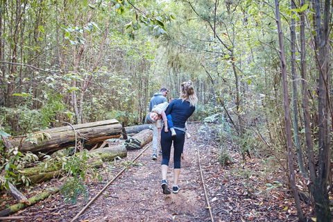 Lyrebird Circuit Walk - Taree Accommodation 1