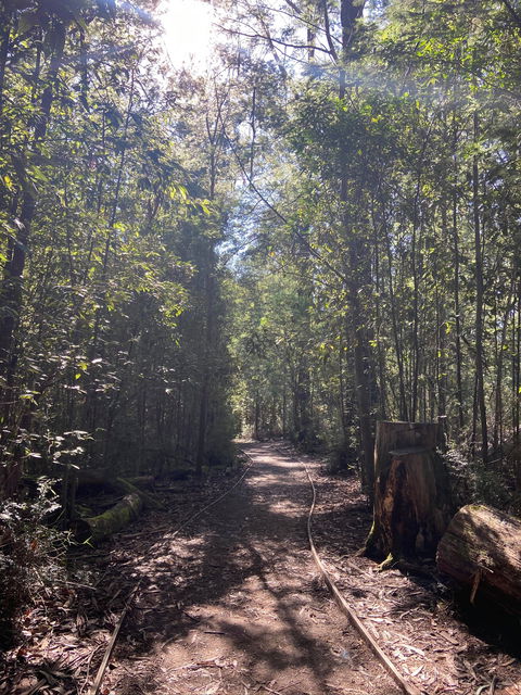 Lyrebird Circuit Walk - Taree Accommodation 2