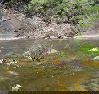 Mount Boss State Forest - Taree Accommodation