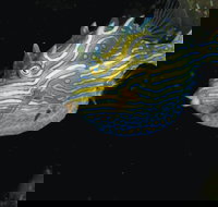 Mushroom Reef Marine Sanctuary - Taree Accommodation