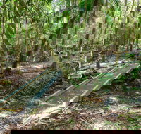 Old Bottlebutt - Taree Accommodation