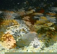 Platypus Pool - Taree Accommodation