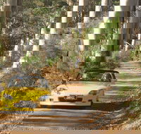 Scotsdale Tourist Drive - Taree Accommodation