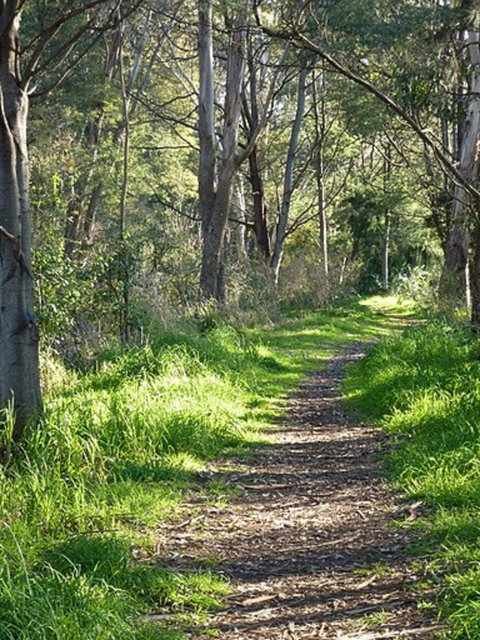 Stoodley Forest Walk And Arboretum - Taree Accommodation 0