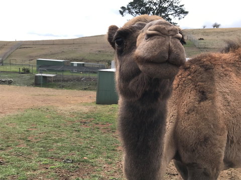 Taralga Wildlife Park - Taree Accommodation 1