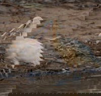 Bird watching at the Goan water hole - Taree Accommodation