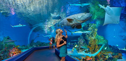 Cairns Aquarium - Taree Accommodation 0