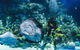 Cairns Aquarium - thumb 1