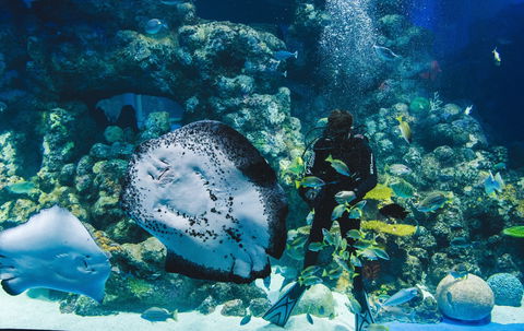 Cairns Aquarium - Taree Accommodation 1