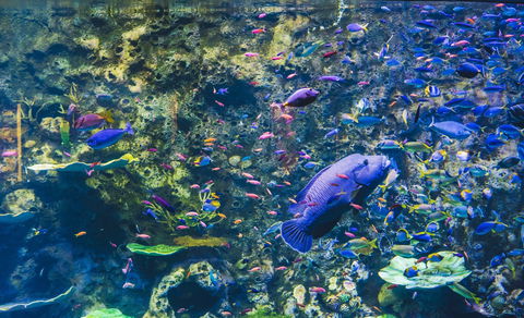 Cairns Aquarium - Taree Accommodation 2