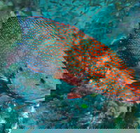 Cobia Hole Dive Site