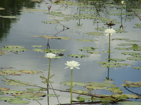 Djukbinj National Park - Taree Accommodation 1