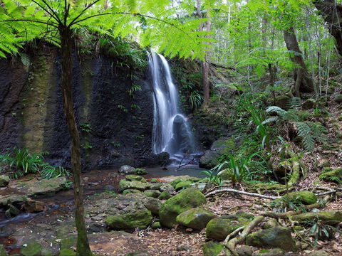 Gold Coast Hinterland Great Walk - Taree Accommodation 1