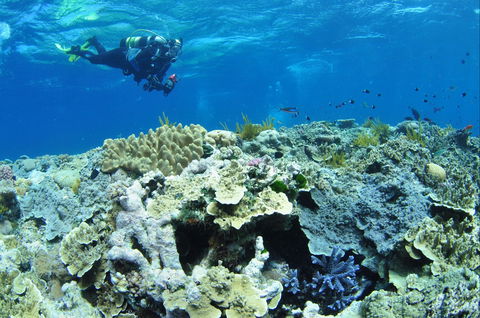 Southern Small Detached Reef Dive Site - Taree Accommodation 1