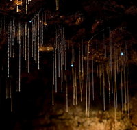Tamborine Mountain Glow Worm Tours - Taree Accommodation