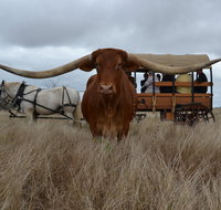 Texas Longhorn Tours - Taree Accommodation