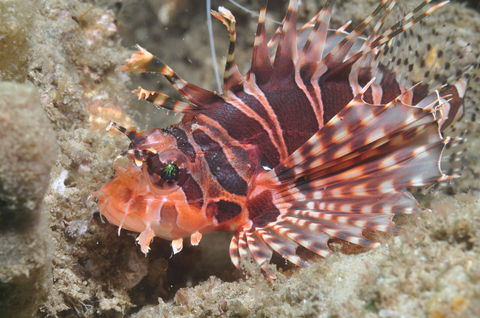 The Seaway Dive Site - Taree Accommodation 0