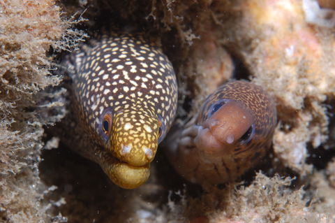 The Seaway Dive Site - Taree Accommodation 1