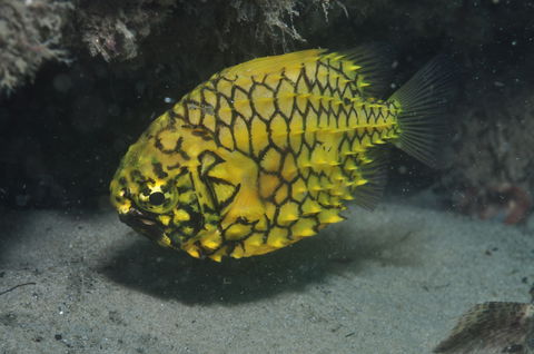 The Seaway Dive Site - Taree Accommodation 2