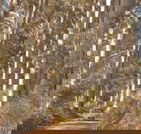 The Great Forest Trees Drive - Taree Accommodation