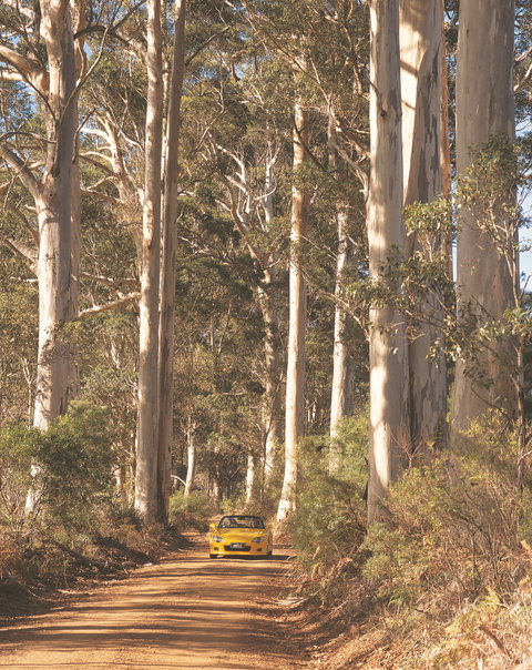 The Great Forest Trees Drive - Taree Accommodation 0