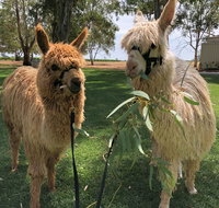 Visit an alpaca farm and get up and personal with these gentle and unique animals - Taree Accommodation