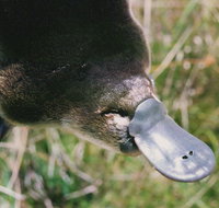 Warrawong Wildlife Sanctuary - Taree Accommodation