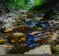 Willi Willi National Park - Taree Accommodation