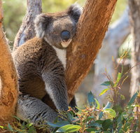 Cleland Wildlife Park - Taree Accommodation