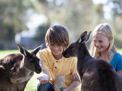 Cleland Wildlife Park - Taree Accommodation 1