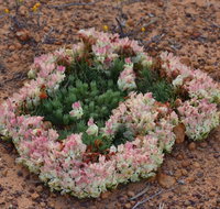 Coorow Wreath Flowers - Taree Accommodation