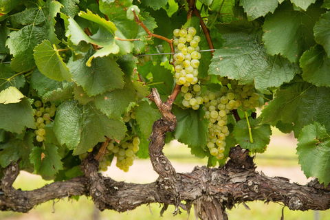 Eukey - Taree Accommodation 1